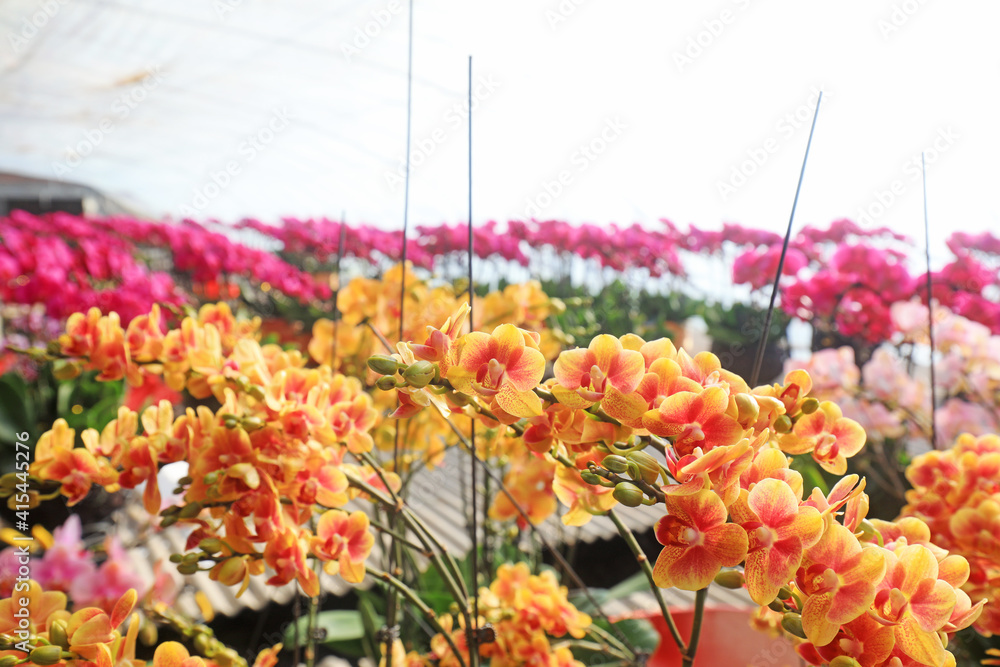 Beautiful Phalaenopsis flowers in the garden, North China Beautiful Phalaenopsis flowers in the garden, North China