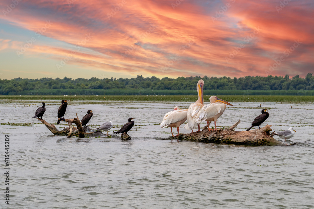 A group of pelicans and other birds in the Danube Delta, Romania