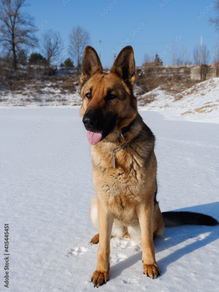 German shepherd sitting on a white snow-covered lake. German shepherd sitting on a white snow-covered lake.