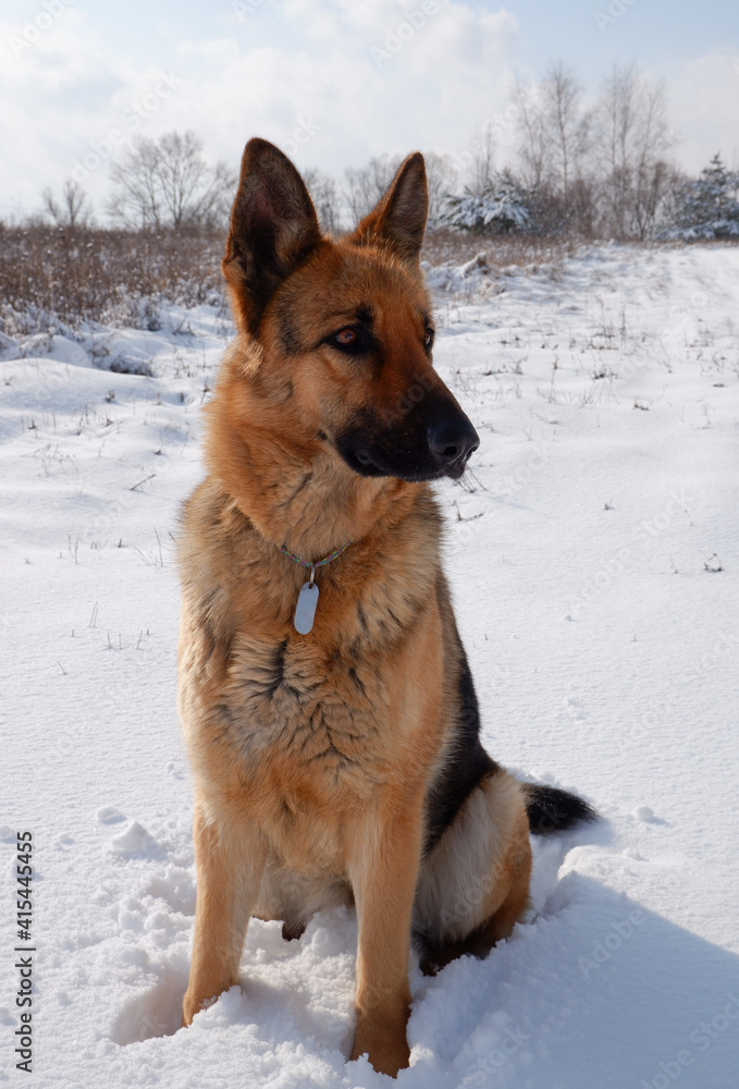German shepherd dog sits on a snowy field on a sunny winter day. German shepherd dog sits on a snowy field on a sunny winter day.
