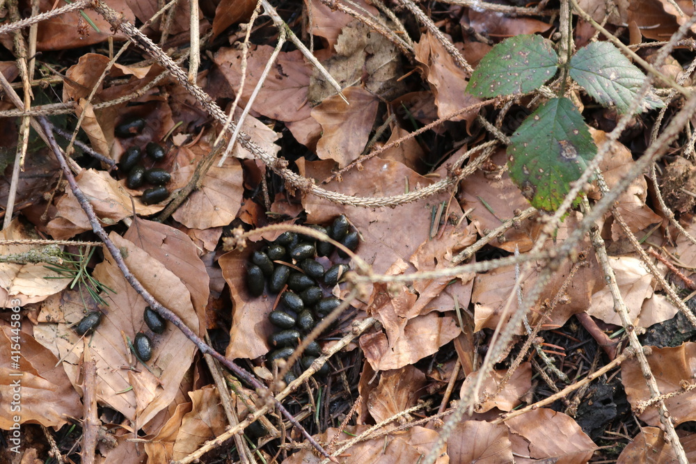 Hasenlosung auf dem Waldboden Hasenlosung auf dem Waldboden