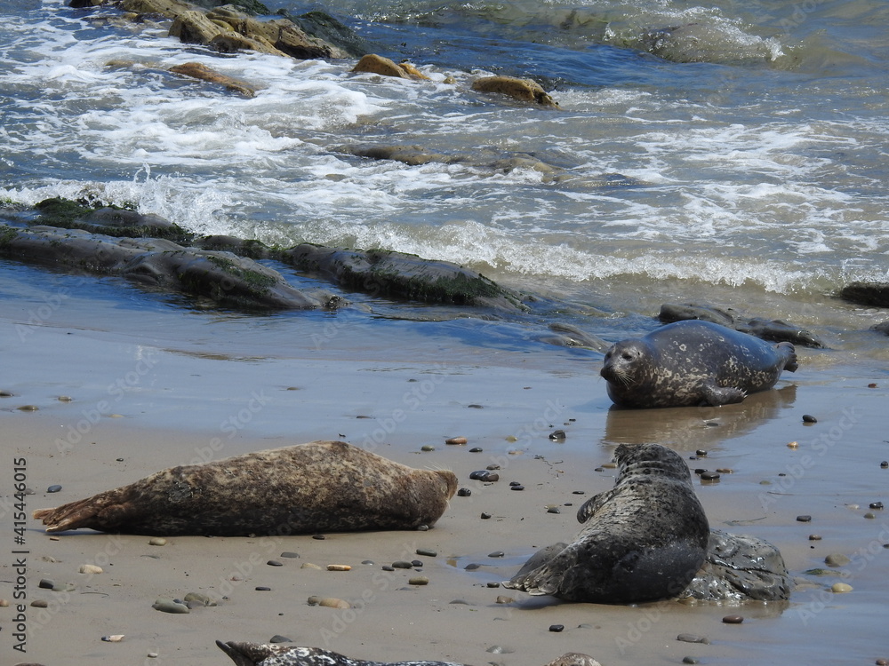 Harbor seals resting on the shores of the Pacific Ocean, in Carpinteria, Santa Barbara County, California.