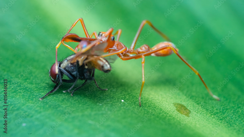 ant on a green leaf ant on a green leaf