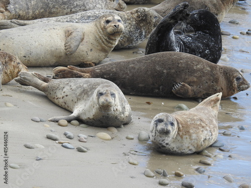 Harbor seals sunbathing on the beach in Carpinteria, Santa Barbara County, California.