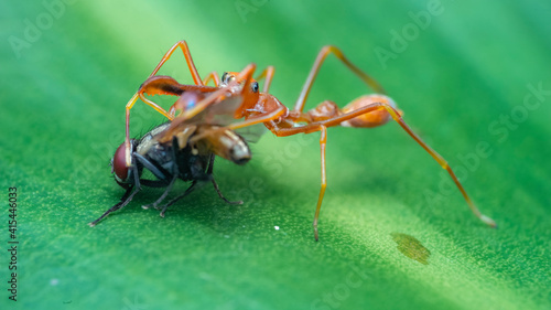 ant on a green leaf