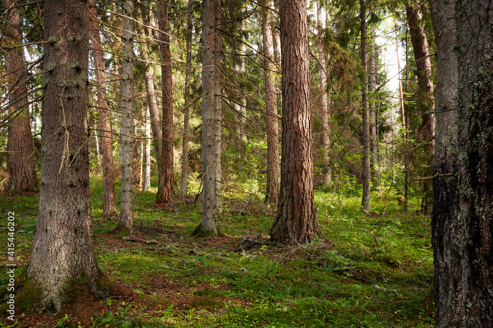 Coniferous forest with tall trees on a summer day in Estonia, Northern Europe. Coniferous forest with tall trees on a summer day in Estonia, Northern Europe.