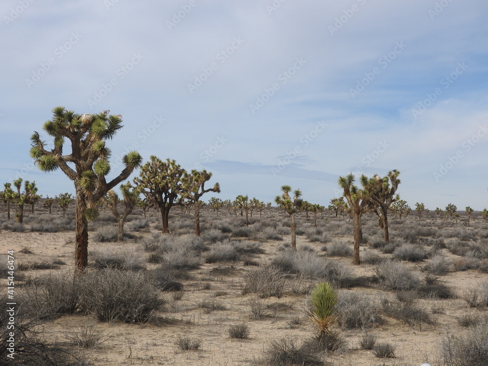 The beautiful scenery of the Mojave Desert, California. The beautiful scenery of the Mojave Desert, California.