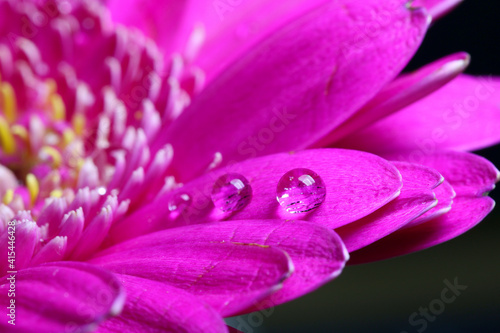 Shallow depth of field macro photograph of droplets of water in a hot pink Gerbera petal. 