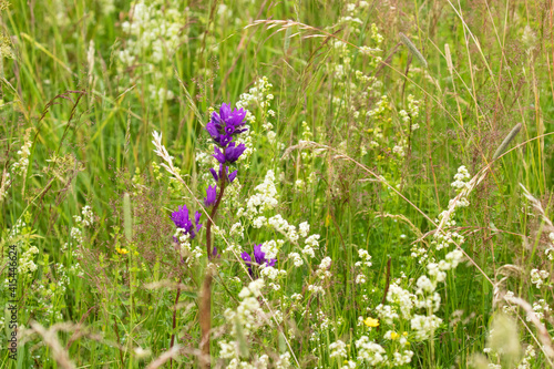 Beautiful and common Clustered bellflower (Campanula glomerata) flowering on a lush Estonian meadow during summertime. 