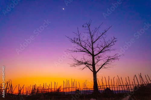 silhouette of tree © Huy