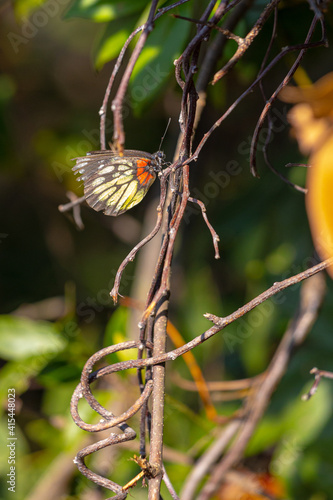 butterflies-03 photo