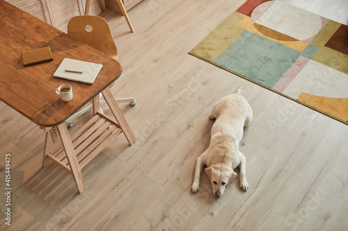 Fotografie Warm toned high angle view at white Labrador dog lying on floor and waiting for