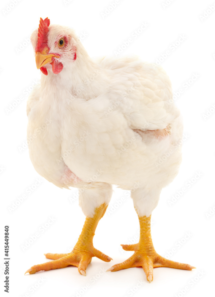 Fototapeta premium white hen isolated.