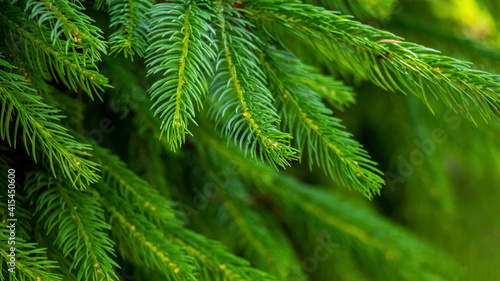 Spruce branch with bright green young needles