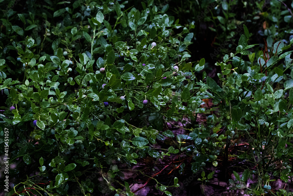 leaves background leaves background