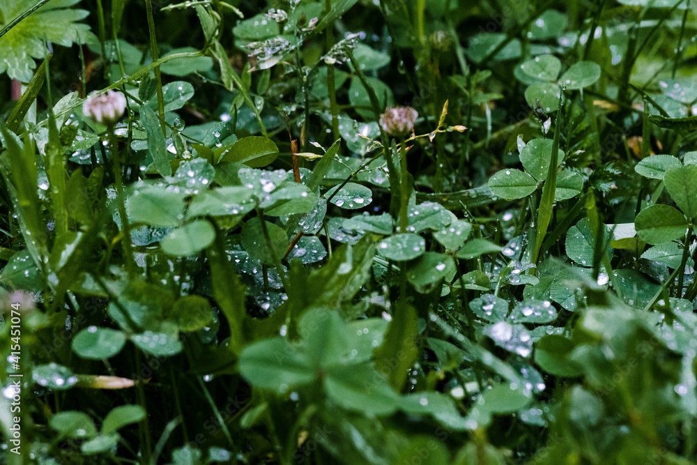 water drops on a green leaf water drops on a green leaf