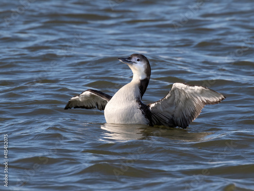 Common loon (Gavia immer) in winter plumage stretching wings, Texas City, Texas, USA.