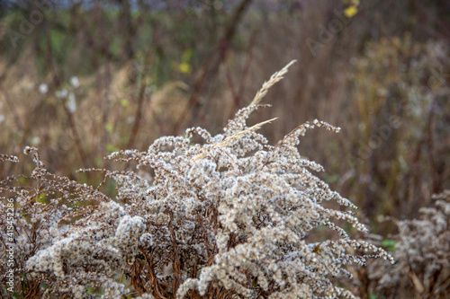 bush of grass