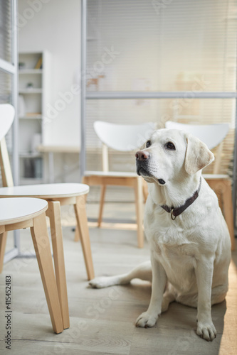 Vertical full length portrait of white Labrador dog waiting at vet clinic with curious expression, copy space