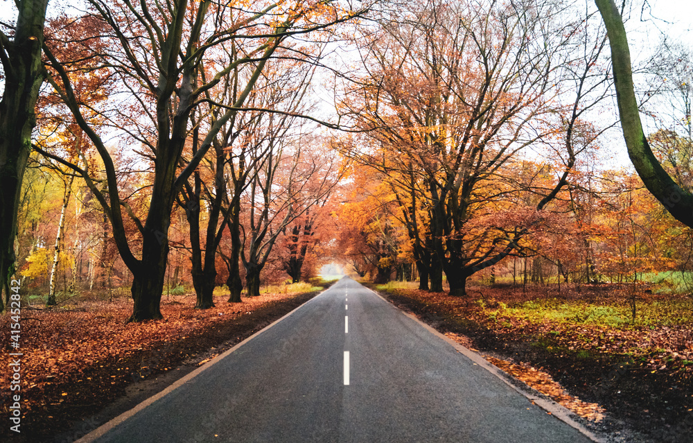 Fototapeta premium road in autumn