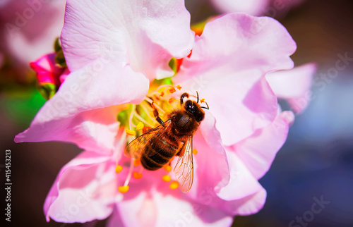 Bee on almond flowers, spring march 2021