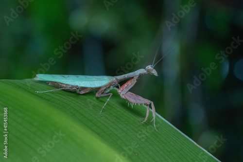 Wallpaper Mural grasshopper on a leaf Torontodigital.ca