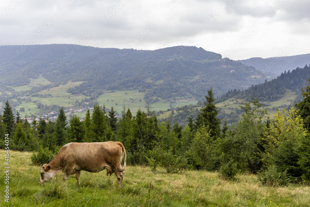 Cow Graze in the Carpathian mountains. Majestic view on beautiful foggy Carpathian mountains Meadow