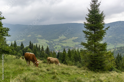 Cows Graze in the Carpathian mountains Meadow. Travel background. Majestic view on beautiful foggy Carpathian mountains Meadow