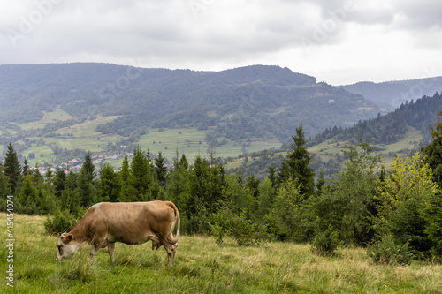 Cow Graze in the Carpathian mountains. Majestic view on beautiful foggy Carpathian mountains Meadow