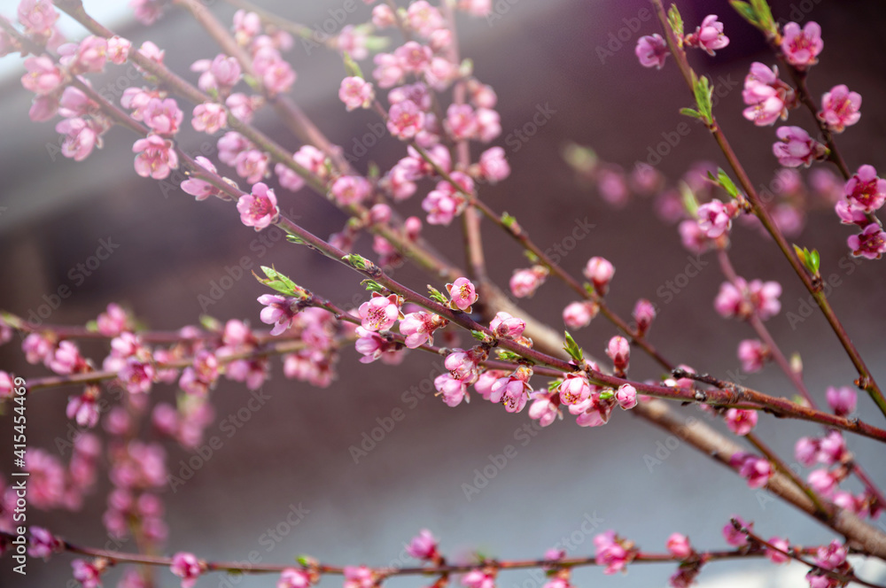 Pink cherry blossom in a sunlight. Spring background or phone wallpaper Pink cherry blossom in a sunlight. Spring background or phone wallpaper
