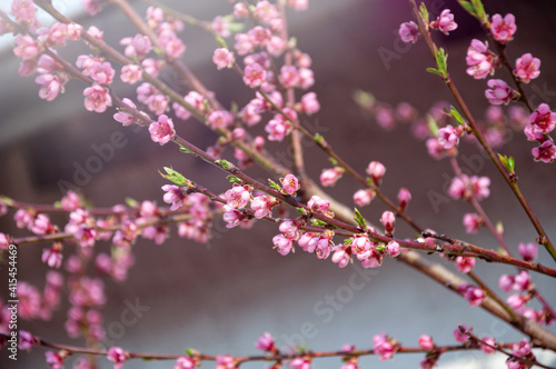 Pink cherry blossom in a sunlight. Spring background or phone wallpaper