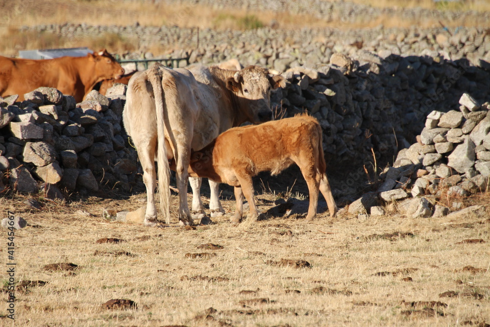 Fototapeta premium cow and calf