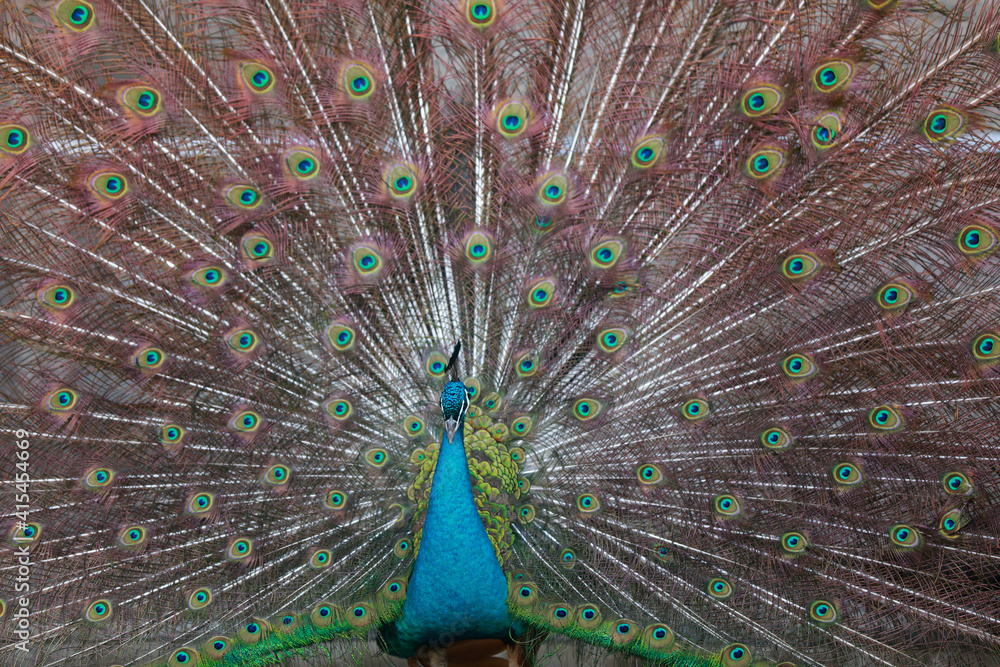Obraz premium peacock flaunting its tail in a zoo, North China