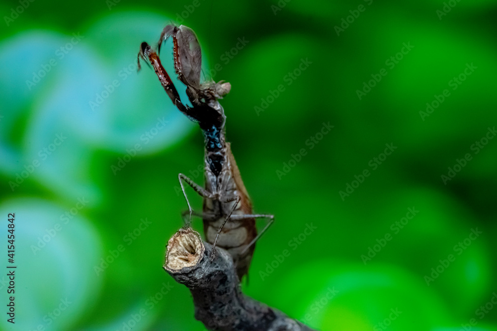 Fototapeta premium a spider