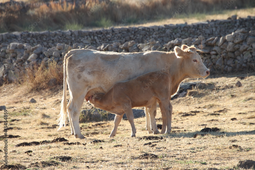 Obraz premium cow on the farm