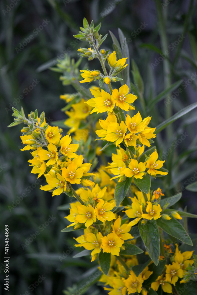 yellow flowers in the garden yellow flowers in the garden