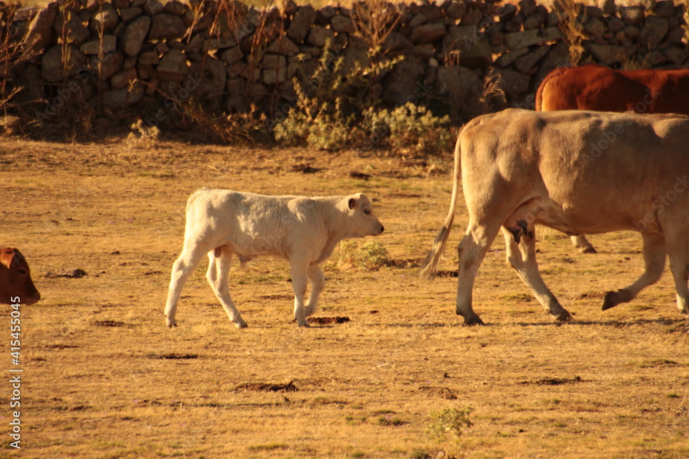 Fototapeta premium cows on the farm