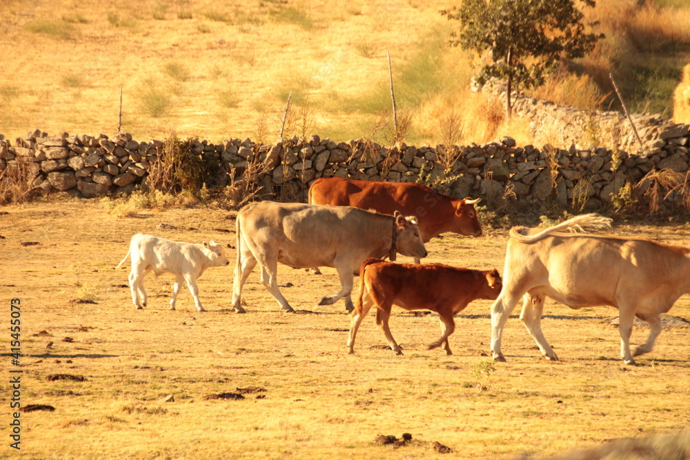 Obraz premium cows in the field