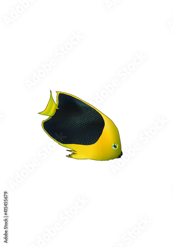 yellow tang fish isolated on white