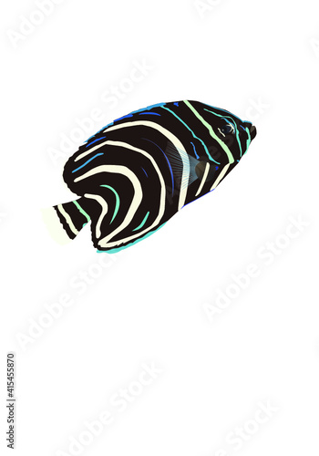 tropical fish on white background