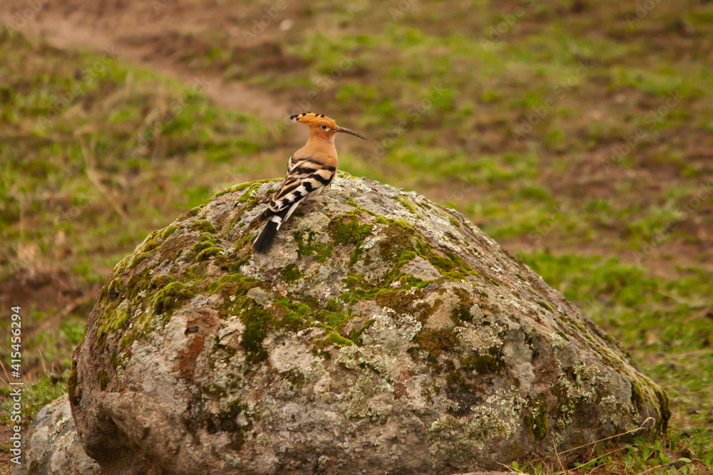 Abubilla (Upupa epops) posada sobre una roca en el campo. Sierra de Andújar (Jaén, España). Abubilla (Upupa epops) posada sobre una roca en el campo. Sierra de Andújar (Jaén, España).