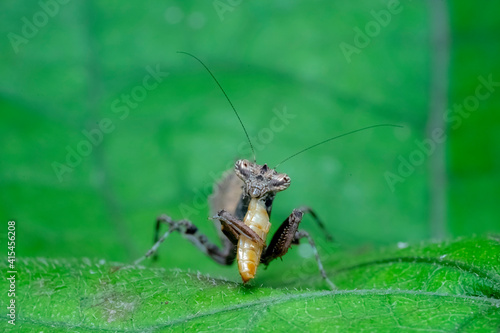 praying mantis on green grass