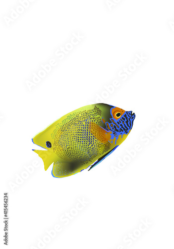 tropical fish isolated on white © Eric