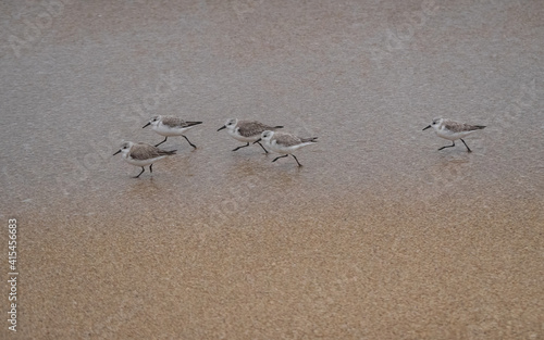 Cute little Sandpippers on a beach