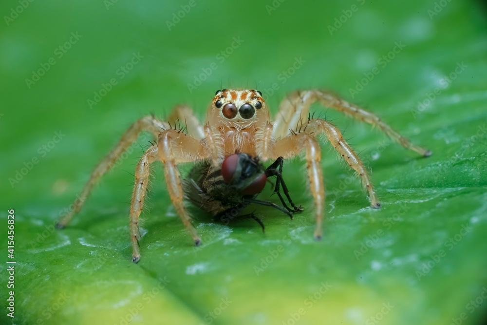 spider on a web spider on a web