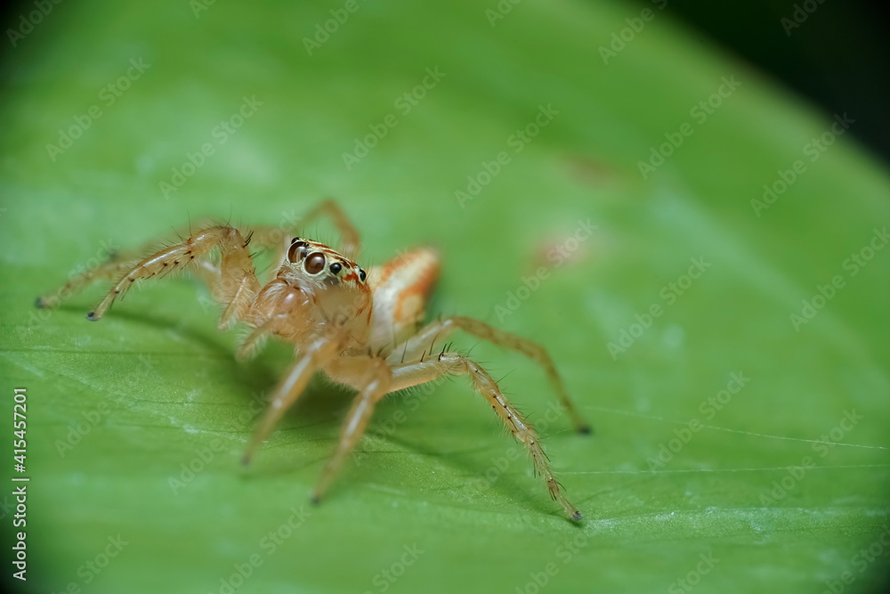 wolf spider on a leaf wolf spider on a leaf