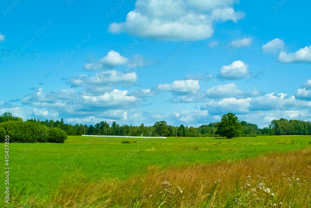 summer field on the background of a blue sky with clouds