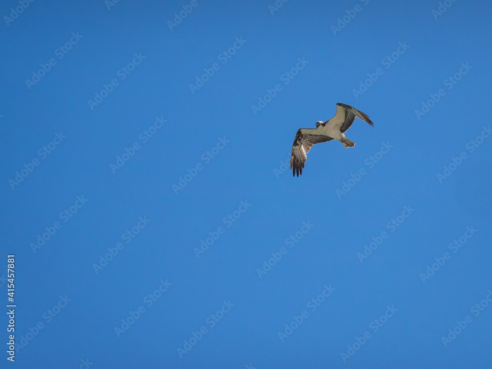Osprey flying in front of blue sky Osprey flying in front of blue sky