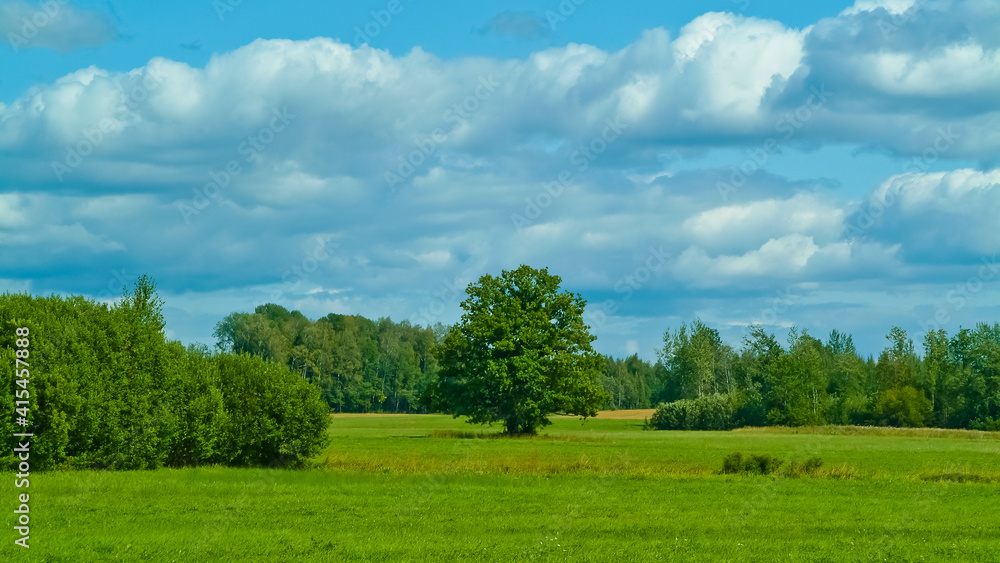 a large oak tree against a blue sky, with a green meadow in the foreground