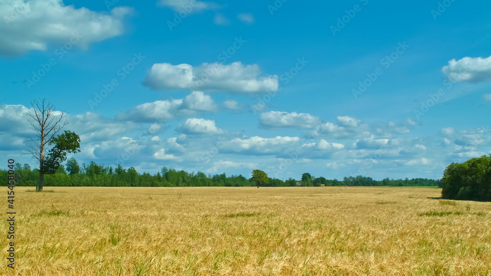 Obraz premium wheat field on the background of a blue sky with clouds